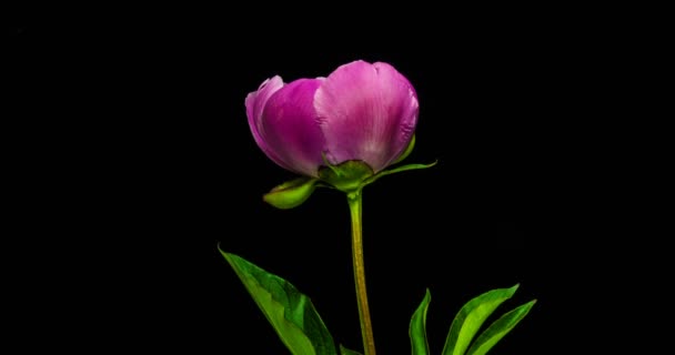 Timelapse de flor de peonía rosa floreciendo sobre fondo negro — Vídeo de stock