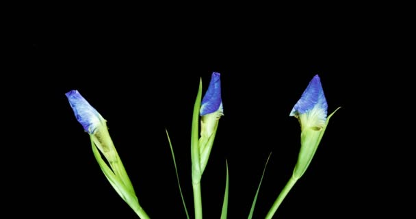 Time-lapse van groeiende blauwe irissen bloem — Stockvideo