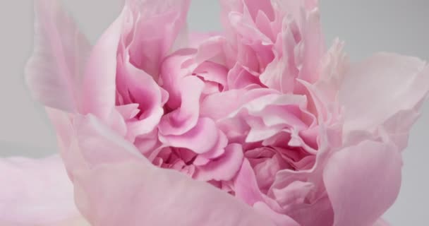 Beautiful pink Peony background. Blooming peony flower open, time lapse, close-up. Wedding backdrop, Valentines Day concept. 4K UHD video timelapse — Stock Video