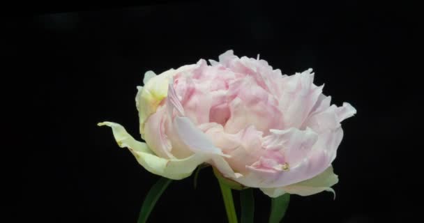 Gyönyörű rózsaszín bazsarózsa háttér. Virágzó bazsarózsa virág nyitva, időeltolódás, közelkép. Esküvői háttér, Valentin-napi koncepció. 4K UHD videó időeltolódás — Stock videók