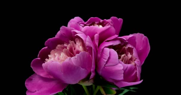 Beautiful pink Peony bouquet background. Blooming peony flowers open, time lapse, close-up. Birthday, Valentines Day concept. 4K UHD video timelapse — Stock Video