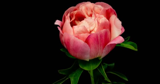 黒の背景に咲くピンクの牡丹の花のタイムラプス, — ストック動画