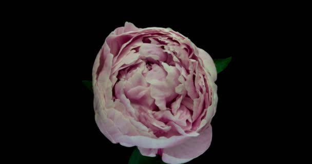 Beautiful pink Peony background. Blooming peony flower open, time lapse, close-up. Wedding backdrop, Valentines Day concept. 4K UHD video timelapse — Stock Video