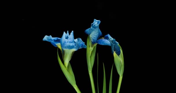 Tiempo-lapso de crecimiento flor de iris azul — Vídeos de Stock