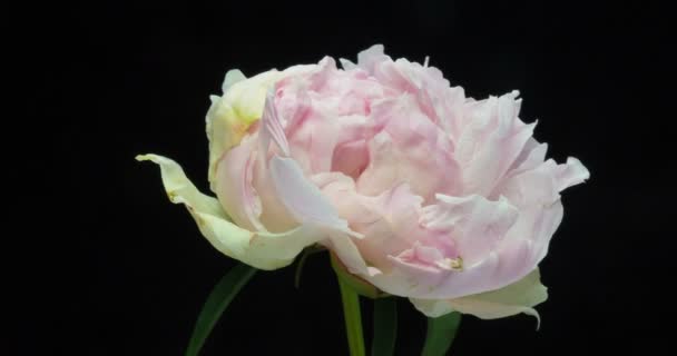 Hermoso fondo rosa Peony. Flor de peonía en flor abierta, lapso de tiempo, primer plano. Fondo de la boda, concepto del día de San Valentín. 4K UHD video timelapse — Vídeo de stock