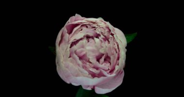 Güzel pembe şakayık arkaplan. Çiçek açan şakayık çiçekleri, zaman aşımı, yakın çekim. Düğün arkaplanı, Sevgililer Günü konsepti. 4K UHD video zaman dilimi