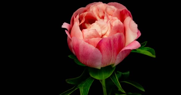 Timelapse van roze pioen bloem bloeien op zwarte achtergrond, — Stockvideo