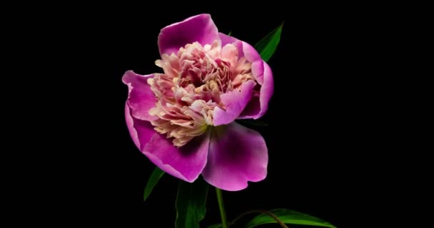 Timelapse de flor de peonía rosa floreciendo sobre fondo negro , — Vídeos de Stock