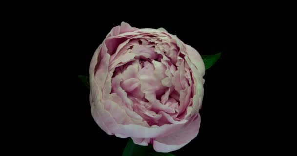 Beau fond pivoine rose. Fleur de pivoine épanouie ouverte, laps de temps, gros plan. Fond de mariage, concept de Saint Valentin. Vidéo 4K UHD timelapse — Video