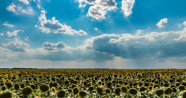 Lapso de tempo de um céu nublado bonito sobre um campo de girassol, bela paisagem de verão — Vídeo de Stock