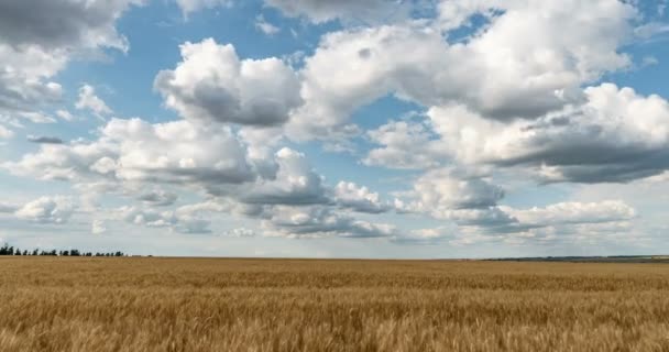 Belle période estivale dans un champ de blé. boucle vidéo 