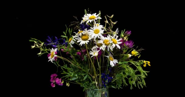 Divoké divoké květiny v kytice, s časovými záchvaty na černém pozadí — Stock video