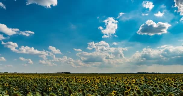Timelapse van een mooie bewolkte hemel over een zonnebloem veld, prachtige zomer landschap — Stockvideo