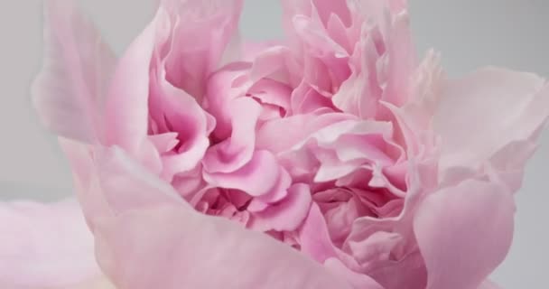 Bonito fundo Peony rosa. Flor de peônia florescente aberta, lapso de tempo, close-up. Cenário de casamento, conceito do Dia dos Namorados. 4K UHD vídeo timelapse — Vídeo de Stock