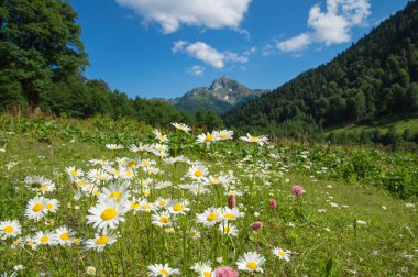 Kafkas dağlarındaki dağ çayırlarının güzel manzarası