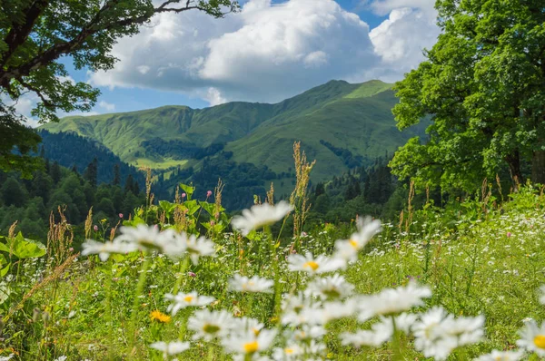 Schöne Aussicht auf die Almwiesen im Kaukasus — Stockfoto