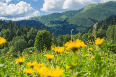 Kafkas dağlarındaki dağ çayırlarının güzel manzarası