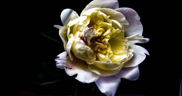 Time lapse of blooming white peony — Stock Video