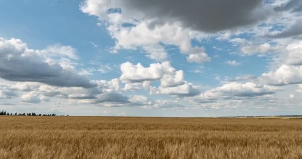 Прекрасное летнее время в поле с пшеницей . — стоковое видео