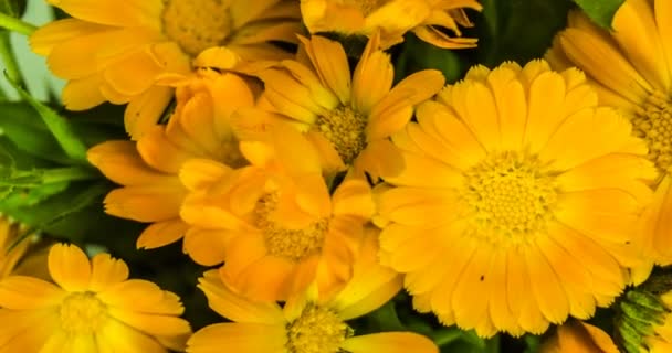 Goudsbloem bloemen boeket time lapse. — Stockvideo