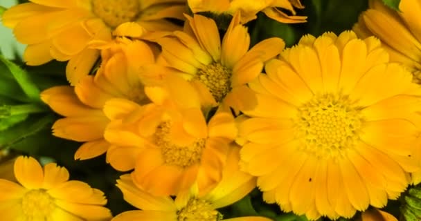 Calendula fiori bouquet time lapse . — Video Stock