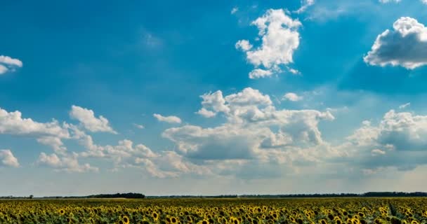 Проміжок часу прекрасного хмарного неба над соняшниковим полем, красивий літній пейзаж — стокове відео
