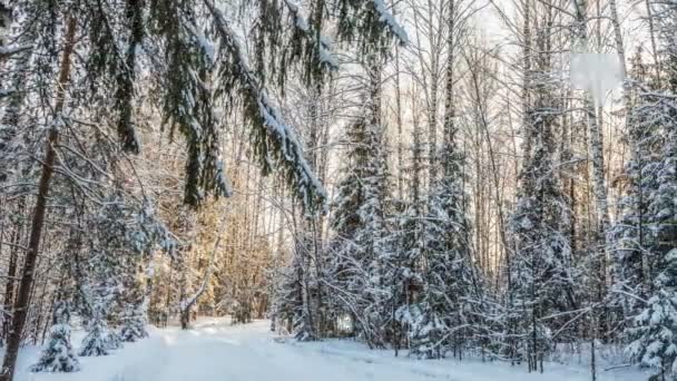 Winterlandschaft mit schönem Schneefall und untergehender Sonne. — Stockvideo
