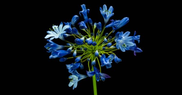 アガパンサスは一般的にナイルユリとして知られており、黒い背景に咲く花の時間経過. — ストック動画
