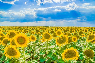 mavi gökyüzüne karşı sarı ayçiçeği güzel alan