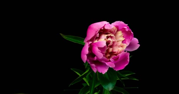 Timelapse de flor de peonía rosa floreciendo sobre fondo negro, canal alfa — Vídeos de Stock