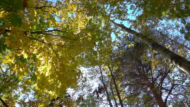 Florestas caducas em clima quente e ensolarado, folhas secas caem de árvores em câmera lenta . — Vídeo de Stock