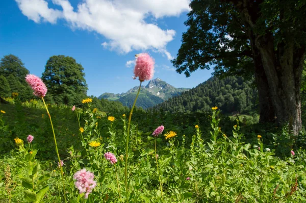 Hermosa vista de los prados alpinos en las montañas del Cáucaso — Foto de Stock