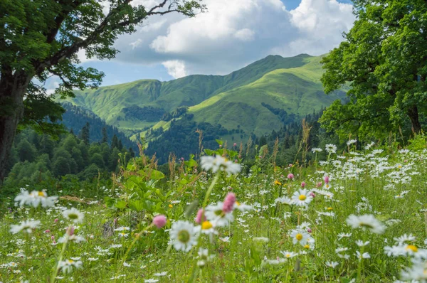 Bella vista sui prati alpini nelle montagne del Caucaso — Foto Stock