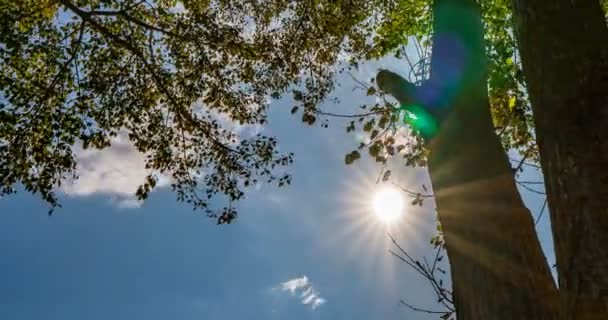 Tidsfördröjning med höst träd, solen skiner genom kronan av ett träd, vackert landskap — Stockvideo