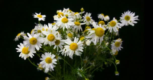 Flores de camomilas bonitas brancas. Um buquê de margaridas. Close-up. Camomilas de verão. Flores à base de plantas. Camomilas florescendo close-up . — Vídeo de Stock
