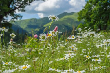 Kafkas dağlarındaki dağ çayırlarının güzel manzarası