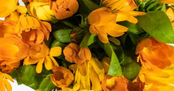 Timelapse de fleurs de calendula fleurissant sur fond noir . — Video