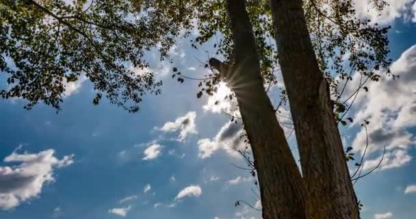 Le temps passe avec l'arbre d'automne, le soleil brille à travers la couronne d'un arbre, beau paysage — Video