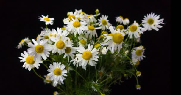 Bloemen van witte mooie kamille. Een boeket veldmadeliefjes. Een close-up. Zomerkamille. Kruidenbloemen. Bloeiende kamille close-up. — Stockvideo