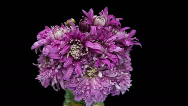 Statische close up time lapse shot van een roze chrysant bloemen opening tegen een zwarte achtergrond. — Stockvideo