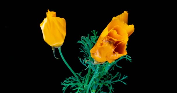 Bloeiende California Poppy bloemen. Eschscholzia californica. Licht en luchtig op een zwarte achtergrond. Time lapse — Stockvideo