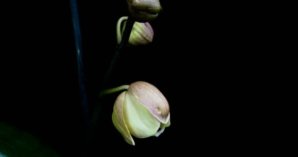 El lapso de tiempo de la orquídea de apertura 4K sobre fondo negro — Vídeo de stock