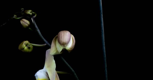 El lapso de tiempo de la orquídea de apertura 4K sobre fondo negro — Vídeo de stock