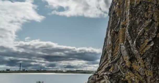 Camera movement along a tree trunk overlooking a cloudy autumn sky, time-lapse, hyperlapse, beautiful autumn landscape — Stock Video