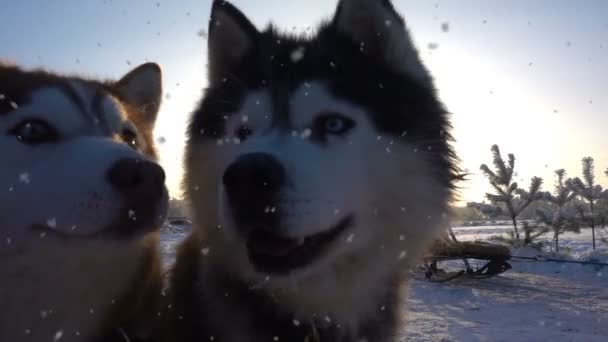 Dois jovens husky em arnês, câmera lenta — Vídeo de Stock