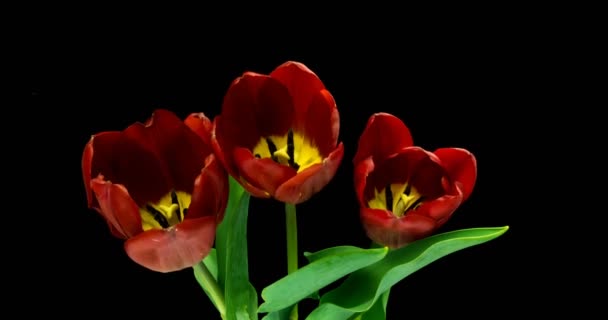 Timelapse de tulipanes rojos floreciendo sobre fondo negro . — Vídeo de stock