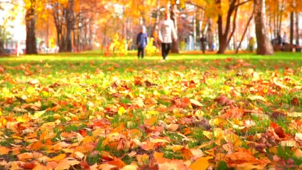 City park in autumn time, sunlight, autumn colors in city — ストック動画