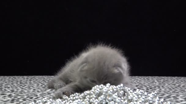 Kedi beslenme sırasında bir kedi yavrusu yalıyor, yavaş hareket — Stok video