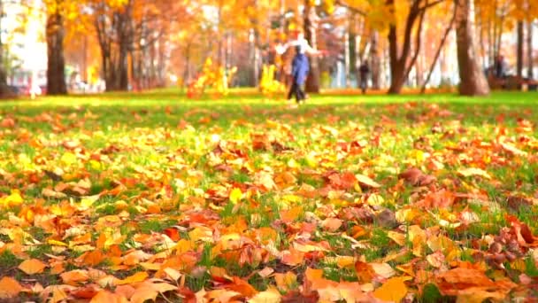Stadtpark im Herbst, Sonnenlicht, Herbstfarben in der Stadt — Stockvideo