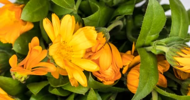 Timelapse of calendula flowers blooming . — Stock Video